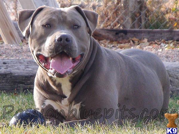 pitbull puppies colorado american pit bull puppies for sale in colorado pitbull puppies colorado american pit bull puppies for sale in colorado