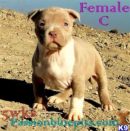 american pit bull puppy posted by heff1983