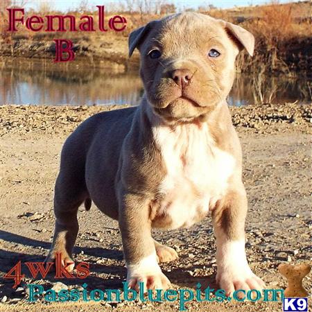 american pit bull puppy posted by heff1983