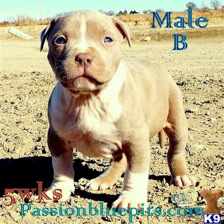 american pit bull puppy posted by heff1983