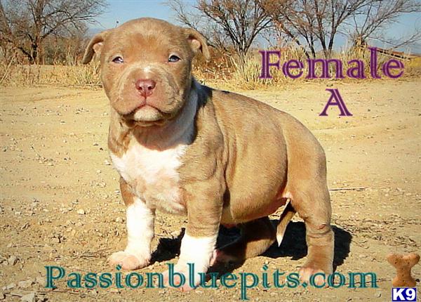 american pit bull puppy posted by heff1983