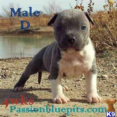 american pit bull puppy posted by heff1983