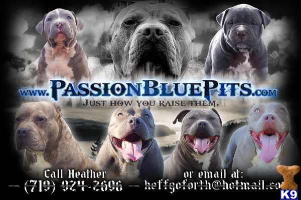 american pit bull puppy posted by heff1983