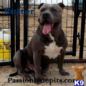 american pit bull puppy posted by heff1983