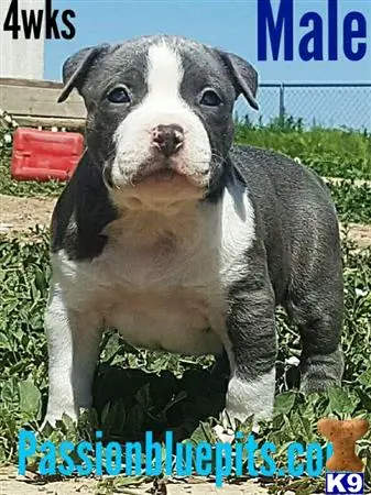 American Pit Bull puppy for sale