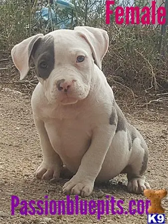 American Pit Bull puppy for sale