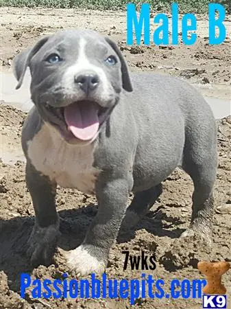 American Pit Bull puppy for sale