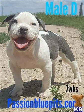 American Pit Bull puppy for sale