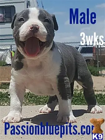 American Pit Bull puppy for sale