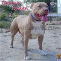 american pit bull puppy posted by heff1983