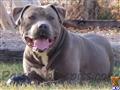 american pit bull puppy posted by heff1983