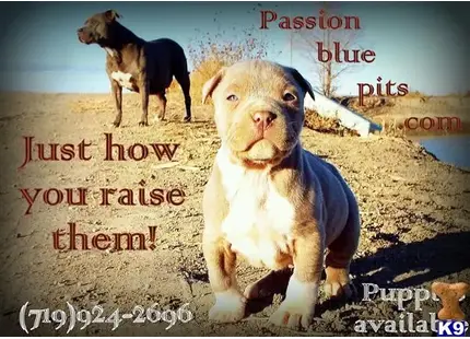 American Pit Bull