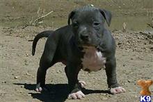american pit bull puppy posted by heff1983