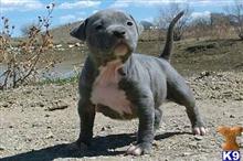 american pit bull puppy posted by heff1983