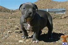 american pit bull puppy posted by heff1983