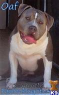 american pit bull puppy posted by heff1983