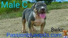american pit bull puppy posted by heff1983