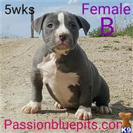 american pit bull puppy posted by heff1983