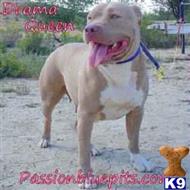 american pit bull puppy posted by heff1983