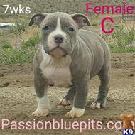 american pit bull puppy posted by heff1983