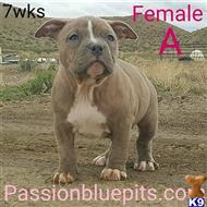 american pit bull puppy posted by heff1983