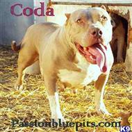 american pit bull puppy posted by heff1983