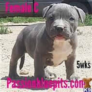 american pit bull puppy posted by heff1983
