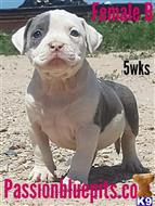 american pit bull puppy posted by heff1983