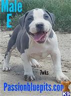 american pit bull puppy posted by heff1983