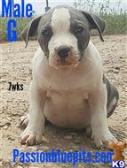 American Pit Bull