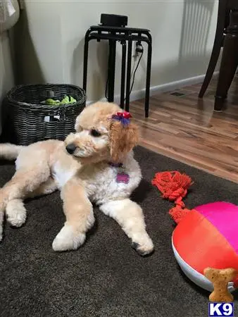 Goldendoodles female dog