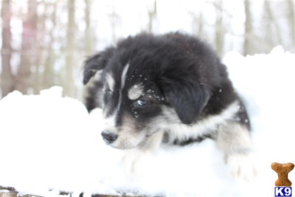 puppies for sale midland mi goberian puppies for sale in michigan myideasbedroom puppies for sale midland mi goberian puppies for sale in michigan myideasbedroom