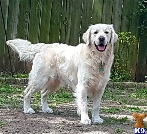 Golden Retriever stud dog