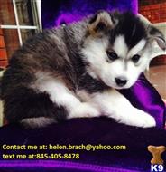 Siberian Husky