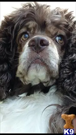 Cocker Spaniel