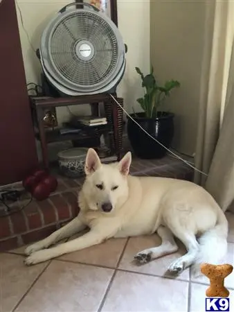 White Swiss Shepherd stud dog