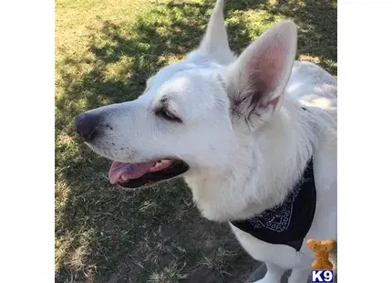 White Swiss Shepherd