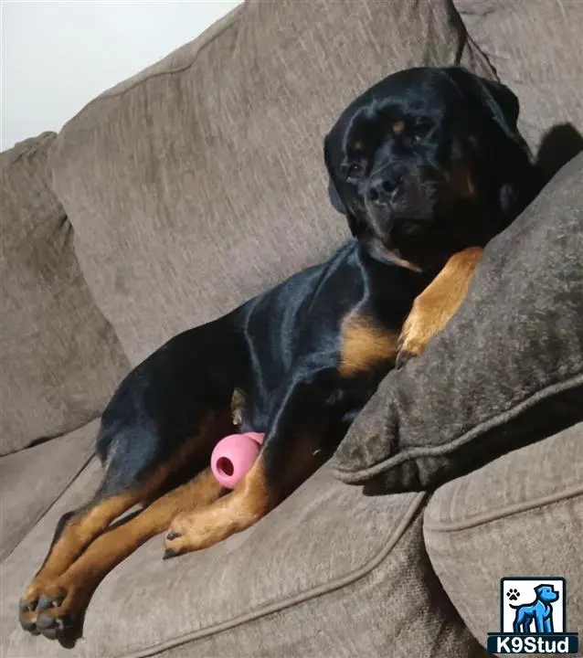 Rottweiler