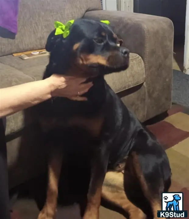 Rottweiler female dog