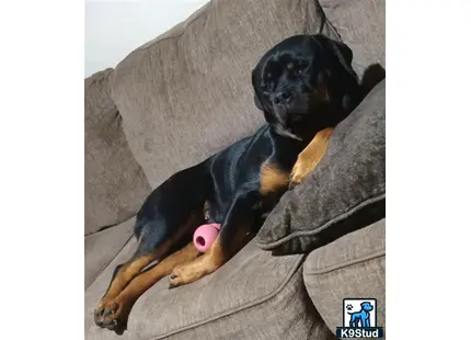 Rottweiler