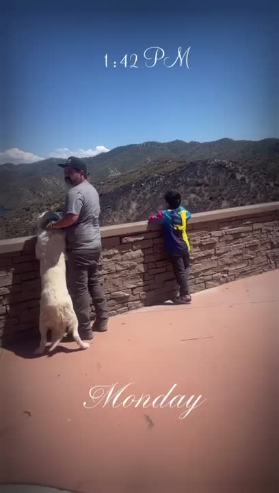 Golden Retriever stud dog