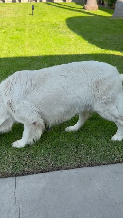 Golden Retriever stud dog