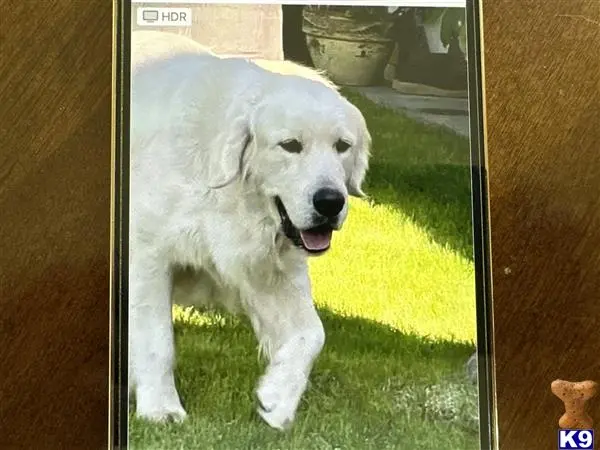 Golden Retriever stud dog