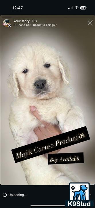 a screenshot of a golden retriever dog