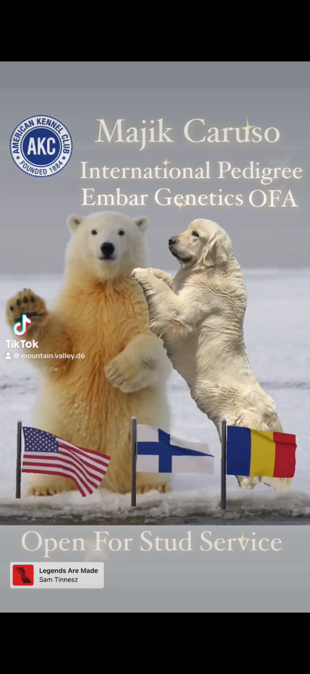 Golden Retriever stud dog: A playful Golden Retriever beside a standing polar bear