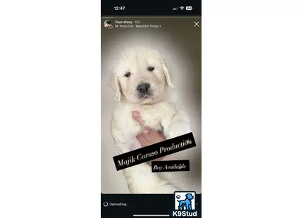 a screenshot of a golden retriever dog