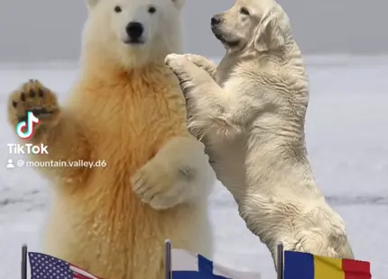 Golden Retriever stud dog: A playful Golden Retriever beside a standing polar bear