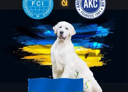 Golden Retriever stud dog: Golden Retriever standing with a Ukrainian flag background