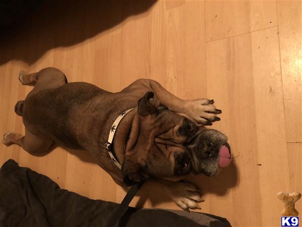a old english bulldog dog lying on its back