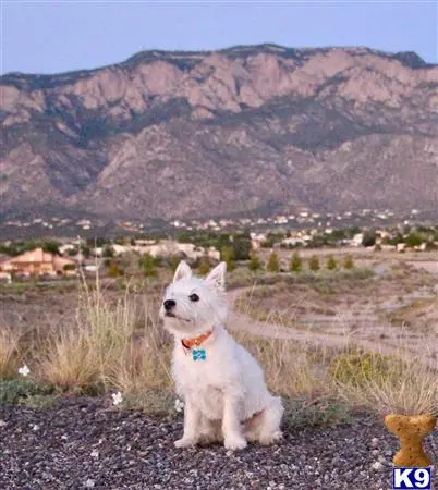 West Highland White Terrier stud dog